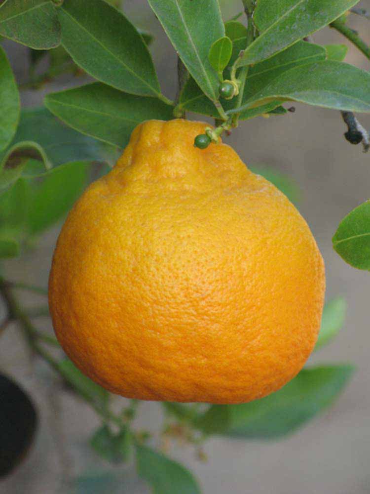               Fruit (Dancy Weshart, Riverside, CA)       